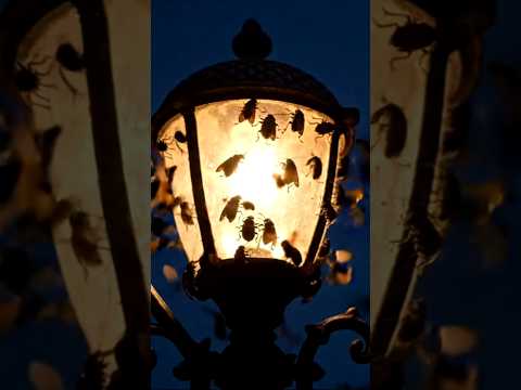 Why insects attracted to light? #shorts #facts
