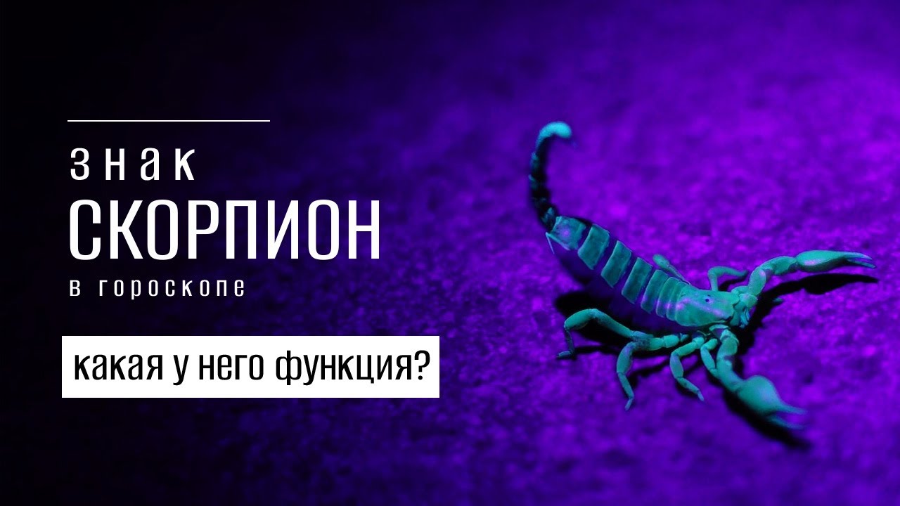 Карма скорпиона. Гвинейский императорский скорпион. Кармические года для лошади. Скорпион. Карма скорпиона.