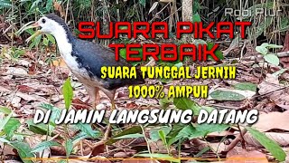 🔴 Suara pikat ruak ruak paling ampuh 1000%,suara tunggal terbaik,dijamin langsung datang