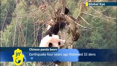 China panda habitat opens after quake