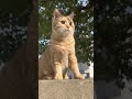 POV your cat finally feels peace 🐱🌼 #cat