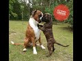 Amazing! Boxer Rex and puppy Sammie became best friends instantly. ❤️