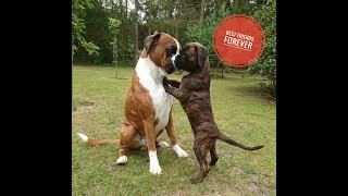 Amazing! Boxer Rex and puppy Sammie became best friends instantly. ❤