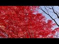 花と音楽🌸 ♫竹田の子守唄 京都地方民謡  山梨県山梨市三富笛吹川渓谷
