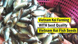 Profitable Vietnam Koi Farming with Quality Vietnam Koi Fish Seeds From Fish Seed Market in Kolkata