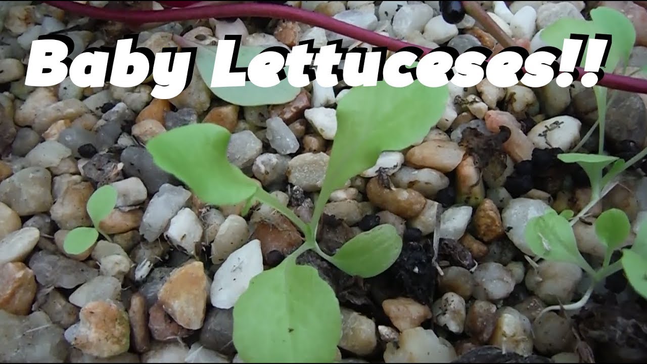 watershed Baby Lettuces: Hot Tub Aquaponics