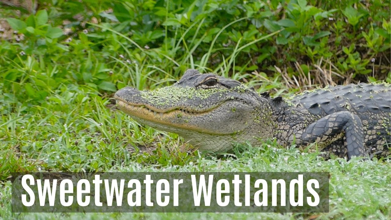 Exploring Sweetwater Wetlands, Gainesville