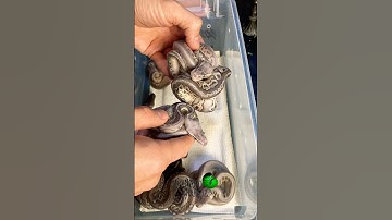 Baby snakes are shedding! #molinarosnakelab #waterdrip #babysnakes #snake #sawa #animals #reptiles