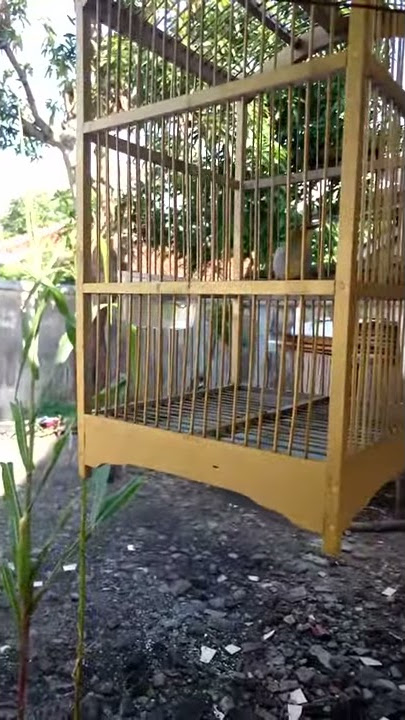 Pleci buxto Latihan vokal, ngeriwil rapet.