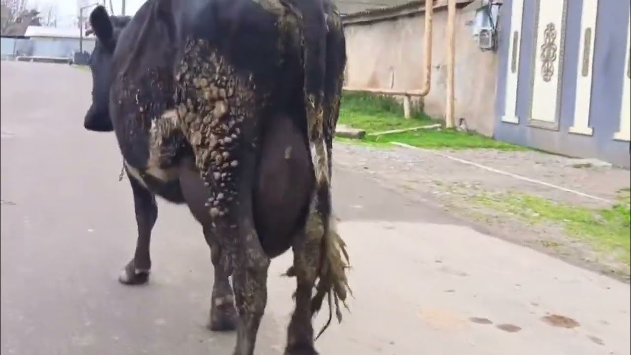 2 Baş Balali İnək Satilir Tel:051.792.83.28