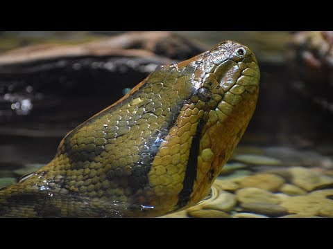 Video: Welche Schlange Ist Die Längste