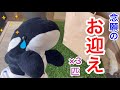 西日本最大級の爬虫類イベントで最高の生体をお迎えしました!!