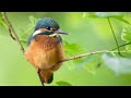 Projekt Eisvogel - Das Habitat erkunden