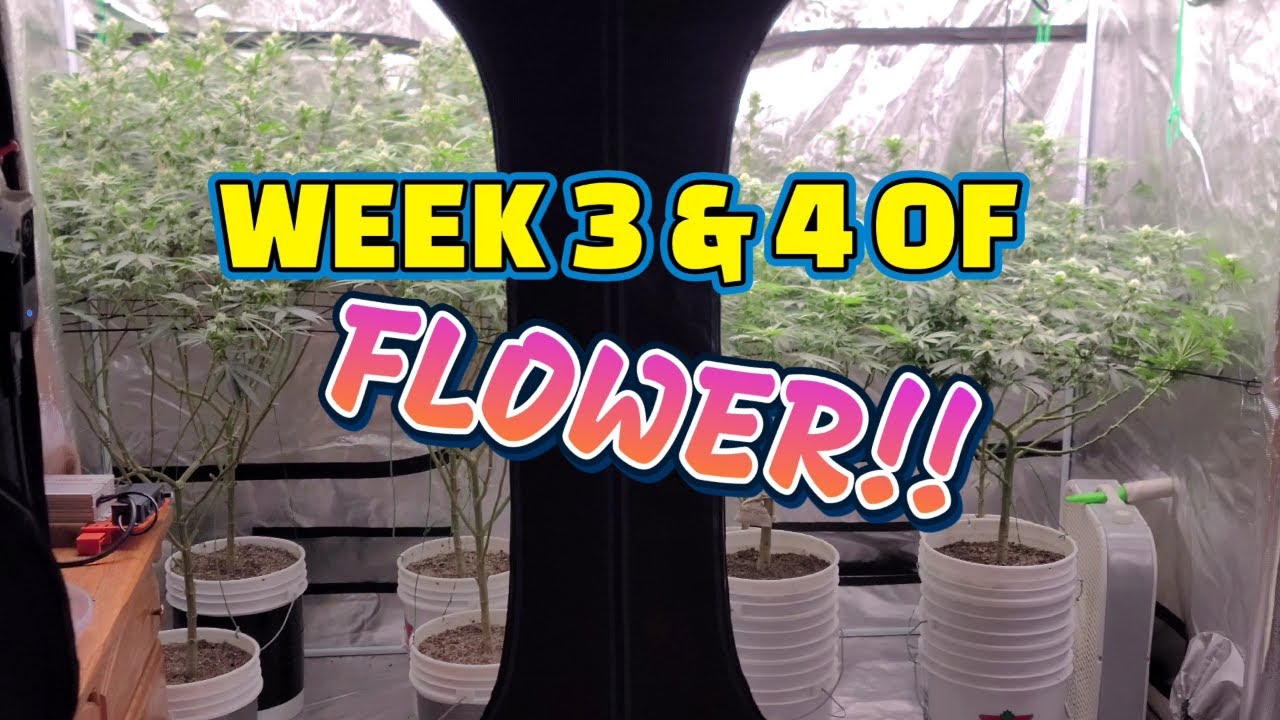 How to Completely Fill Out 4x8Tent With 8 Plants, Seed to Harvest Guide to Growing Cannabis