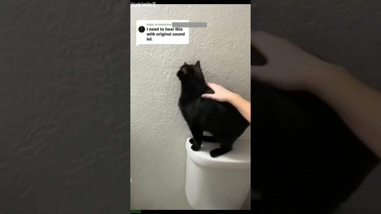 Cute Kittens 😻 funny cats talking 😾 # Episode 4047