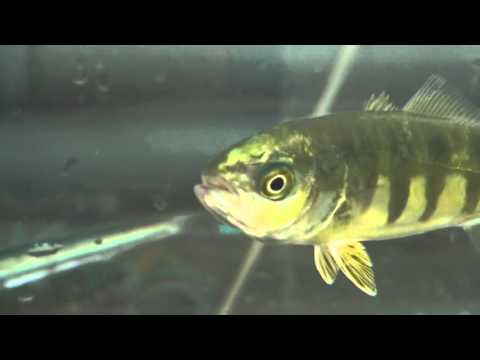 もじゃこ ハマチの稚魚 1匹110円 Youtube もじゃこ ハマチの稚魚 1匹110円 Youtube