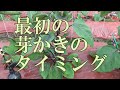 ナス、最初の芽かきのタイミングとホルモン処理
