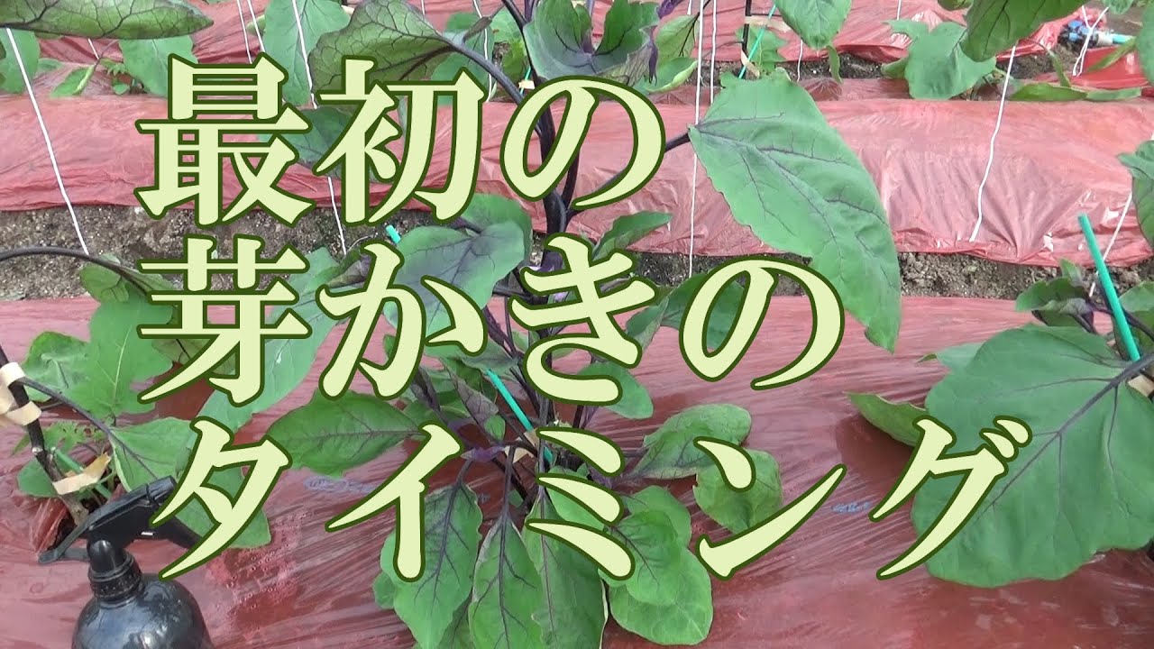 ナス 最初の芽かきのタイミングとホルモン処理 Youtube