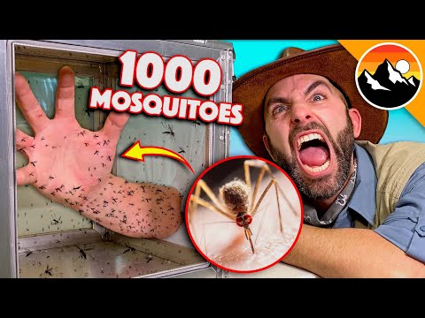 Bitten by 1000 Deadly Mosquitoes!