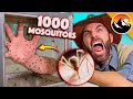 Bitten by 1000 Deadly Mosquitoes!