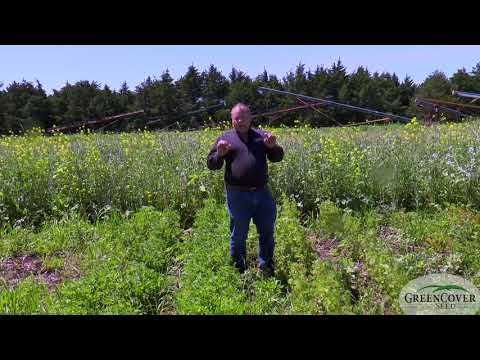 Video: Ano Ang Berseem Clover - Alamin Kung Paano Palakihin ang Berseem Clover Cover Crops