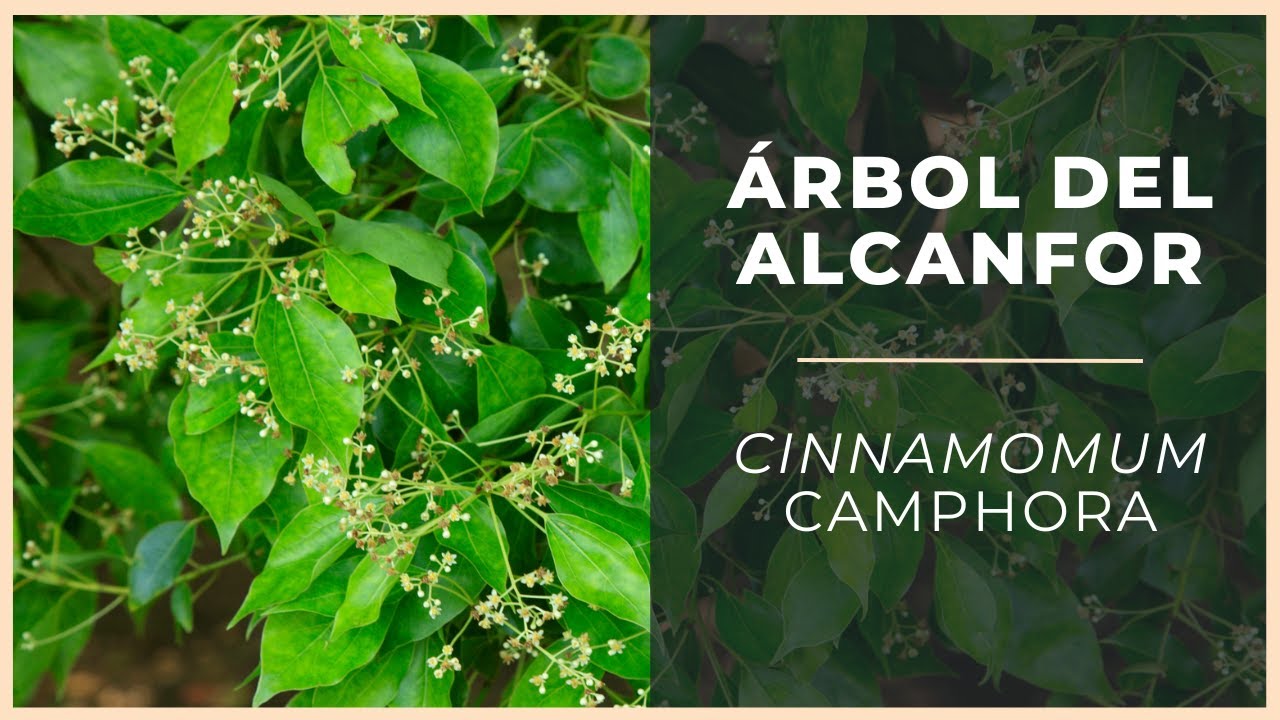 Cómo usar el ALCANFORERO o ÁRBOL DEL ALCANFOR 🌳 y propiedades | Plantas