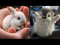 Cute Baby Animals Videos Compilation | Funny and Cute Moment of the Animals #27 - Cutest Animals