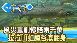 逆流而上的“虹鱒魚”養鱒處優 【台灣真善美】2022.09.04