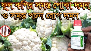 ফুল কপির পোকা দমন। ফুল কপির লেদা পোকা দমন। ফুল কপির কান্ড/কার্ড পচন রোগ দমন। ফুল কপি চাষ পদ্ধতি।