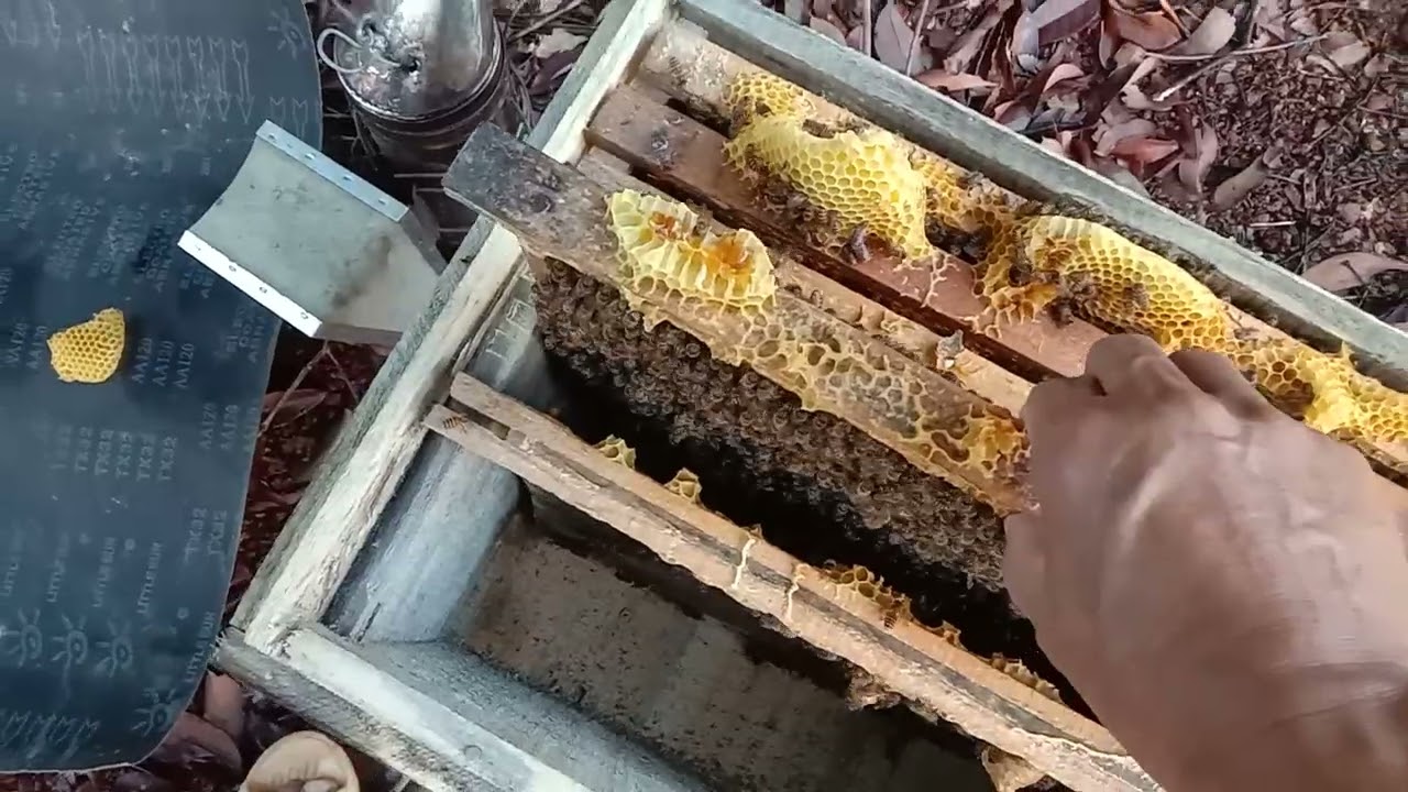 Chuẩn bị đàn ong giống trước khi vào vụ thu hoạch