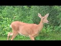 The local deer 7/5/17