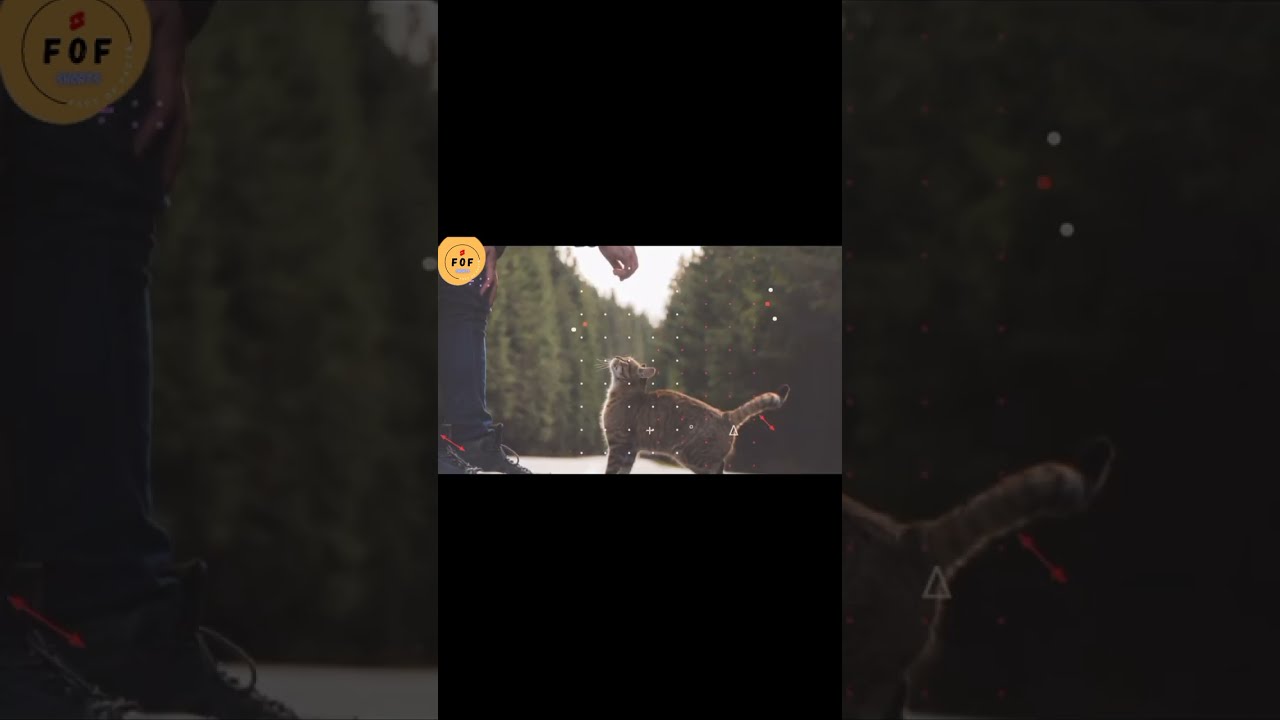 3 amazing fact about cat 🐁