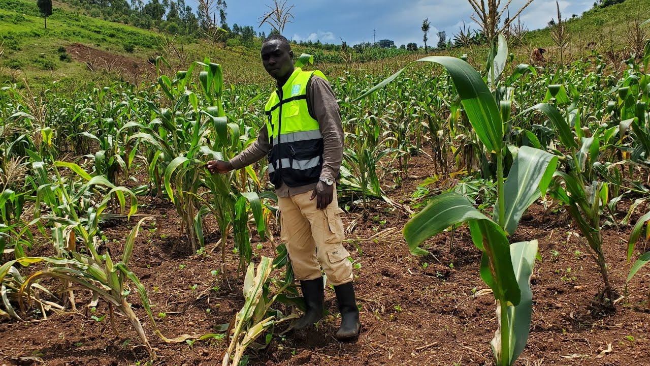 #NYABUNEKA IYI MALI NTIGUCIKE #HECTARES 3.1HA AMAZI HAFI- KUMUHANDA-UMURIRO  AMASHURI NIBIND BIKORWA