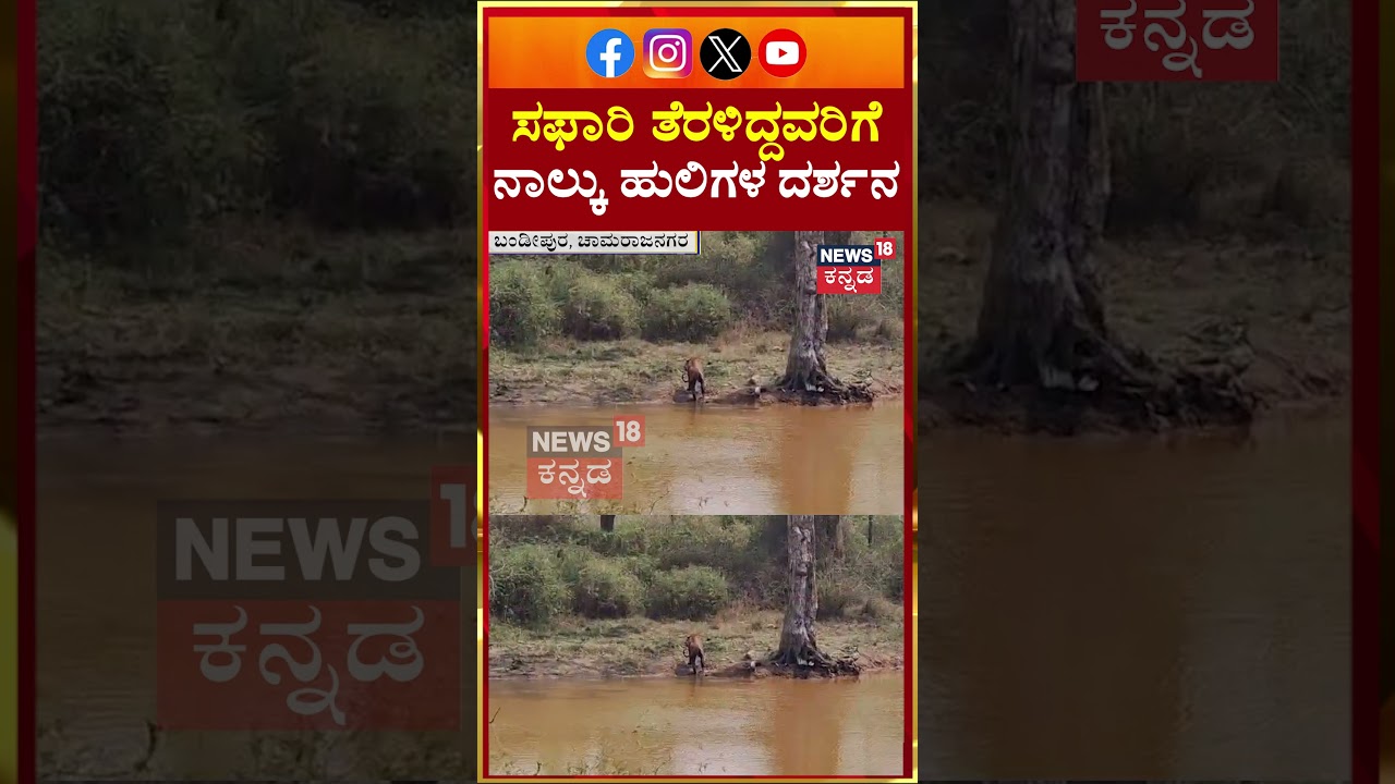 #shorts Bandipur Tiger Safari 4 Tigers Sighting | ಕೆರೆಯಲ್ಲಿ ಕಾಣಿಸಿಕೊಂಡ ಹುಲಿಗಳು | N18S