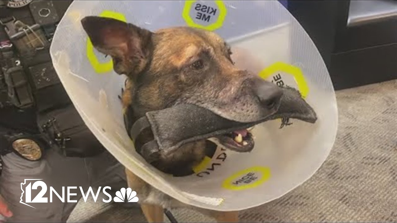 Scottsdale police K9 recovering after being shot in the face - YouTube