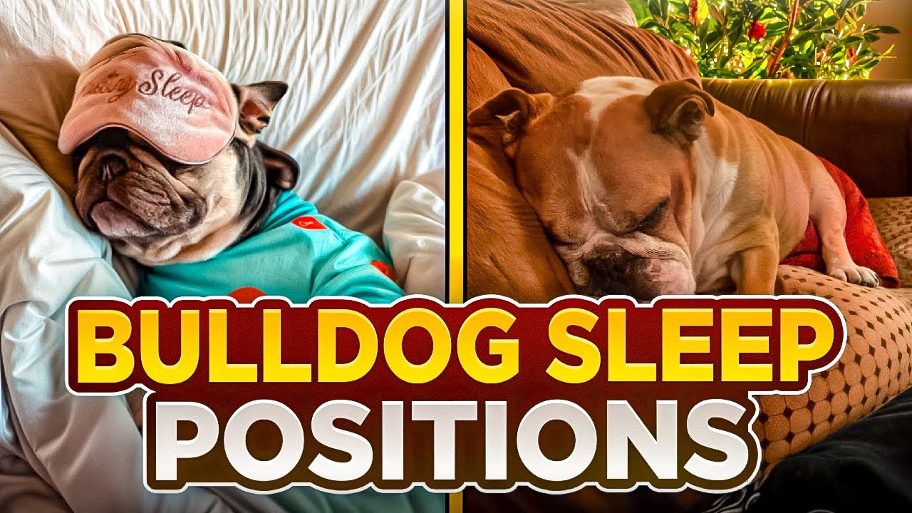 What Do BULLDOGS Sleep Positions Really Mean?