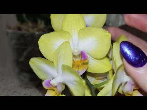 Phal. Yen Shuai