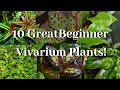 10 Beginner Plants for Dart Frog Vivs