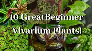 10 Beginner Plants for Dart Frog Vivs