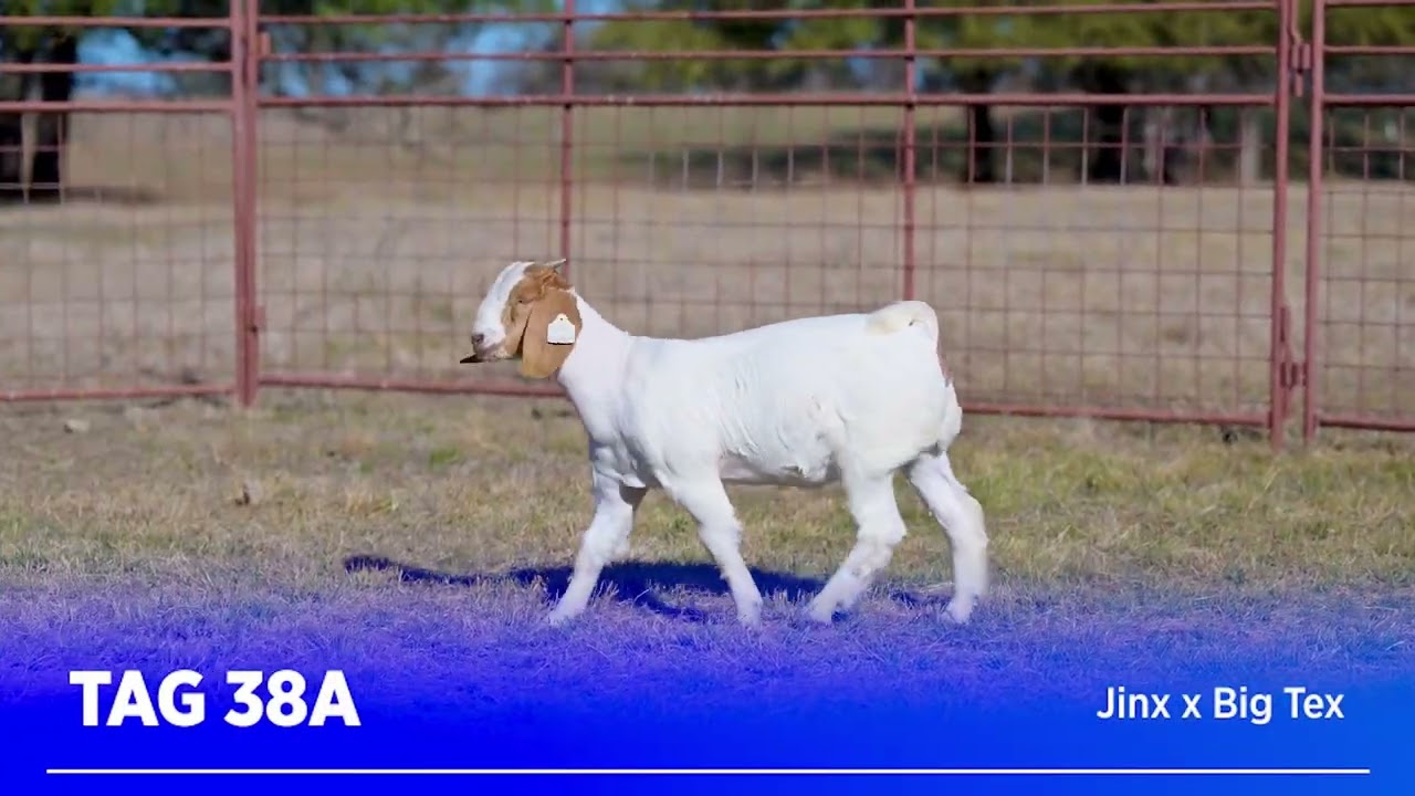 Lot 6 - Tag 38A | Richardson Livestock Fall Born Doe Kid Sale - Tuesday, January 27, 2026