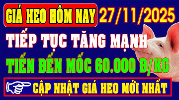 Giá heo hơi hôm nay 27/11: TIẾP TỤC TĂNG MẠNH, LẬP ĐỈNH MỚI, TIẾN ĐẾN MỐC 60.000 ĐỒNG/KG