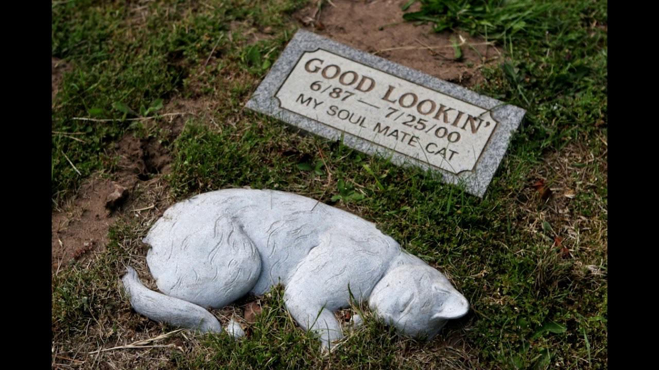 Кошка в коробке. Куда девать умершего кота. Куда девать умершего кота. Куда девать умершего кота. Куда девать умершего кота.