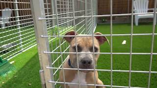 Itp Puppy Mocha Needs A Home.