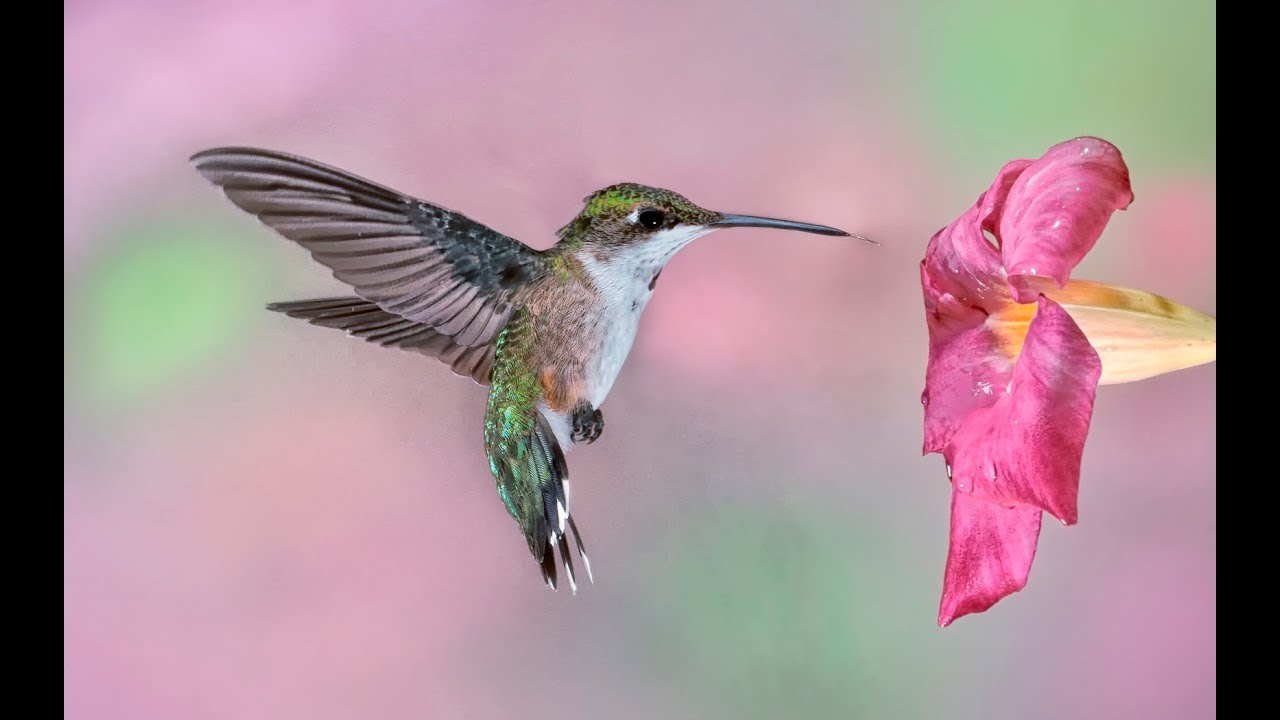 How To Photograph Hummingbirds Muhammad Waqas YouTube