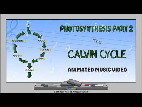 Photosynthesis: The Calvin Cycle | Animated Music Video |