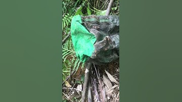 Ong đất vàng 2025