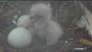 Famous First Glimpses of Newly Hatched Red-tailed Hawk Chick Profile