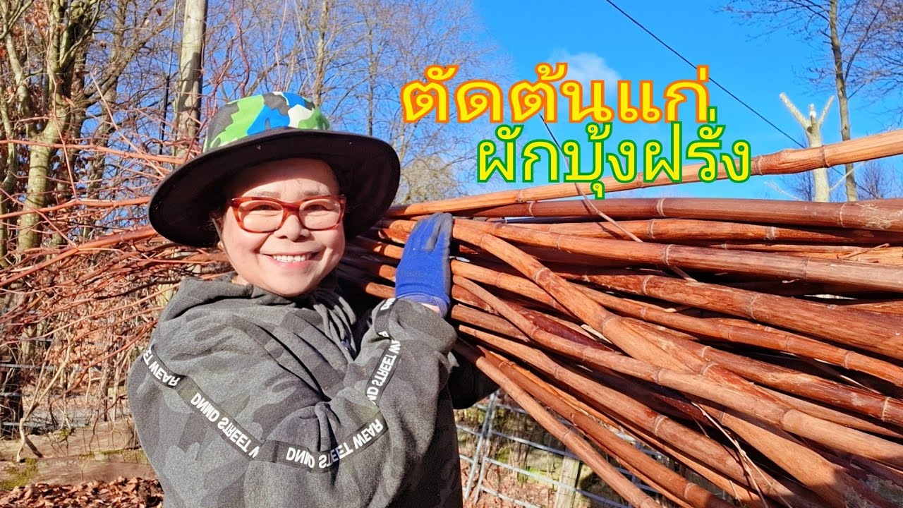 ตัดต้นแก่ผักบุ้งฝรั่งในสวน ไว้เป็นประโยชน์ใช้สอยแทนลำไผ่ได้