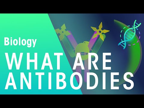 What are Antibodies | Health | Biology | FuseSchool