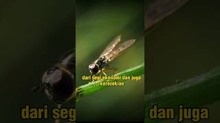 White flies enter the house to bring good luck